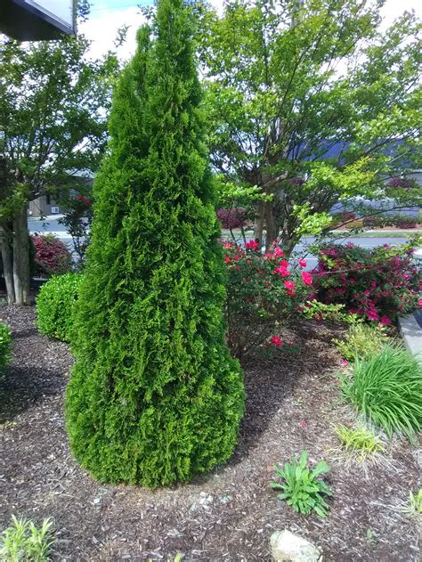 petite emerald arborvitae|emerald green arborvitae mature size.